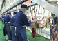 Линия производства мяса убой козы разделенная бараниной транспортируя весь обрабатывая тип поставщик